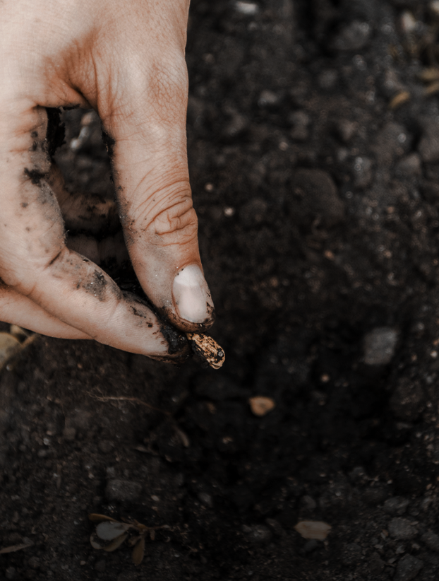 Imagen de ejemplo de semillas de la sección de jardinería de Grupo Doncel.